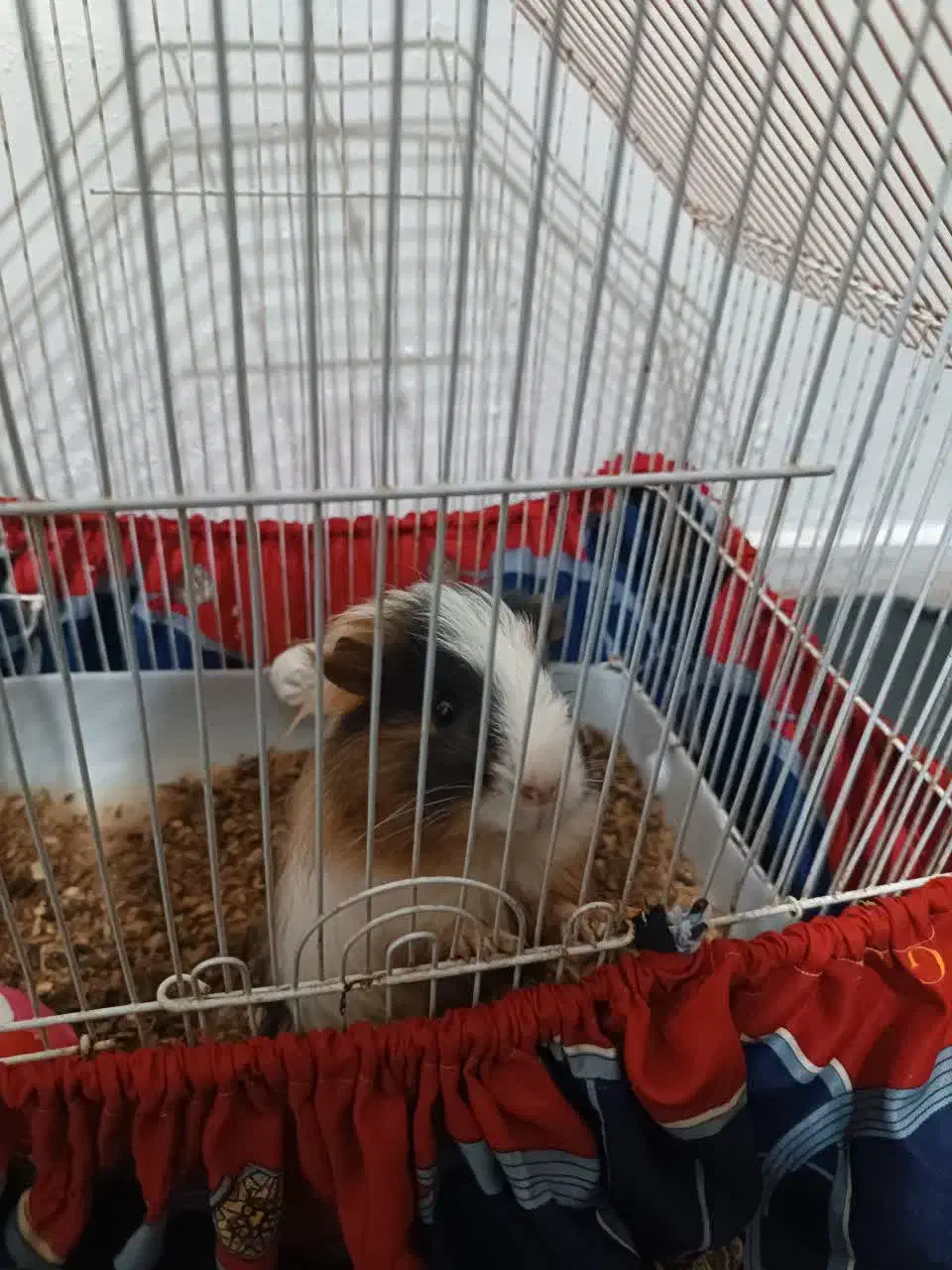 خوکچه هندی|موش و خرگوش|کاشان, پامنار|دیوار