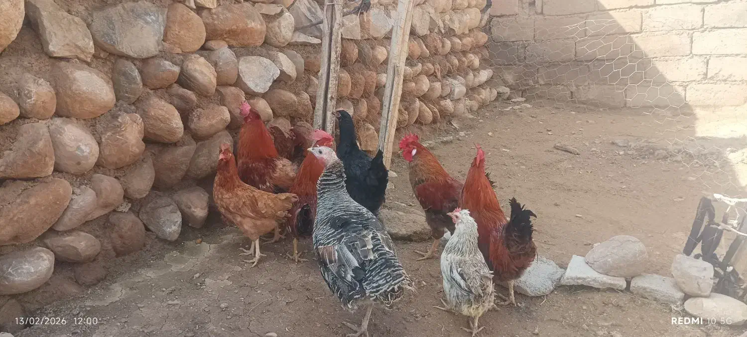 خروس|حیوانات مزرعه|رباط‌کریم, رباط‌کریم|دیوار