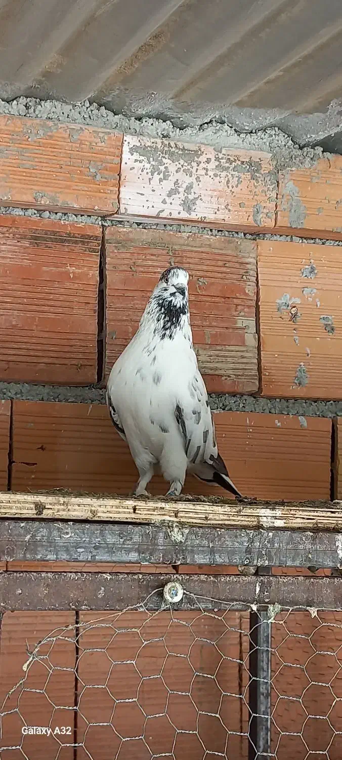 کبوتر پرشی و جوجه کشی|پرنده|بهشهر, |دیوار