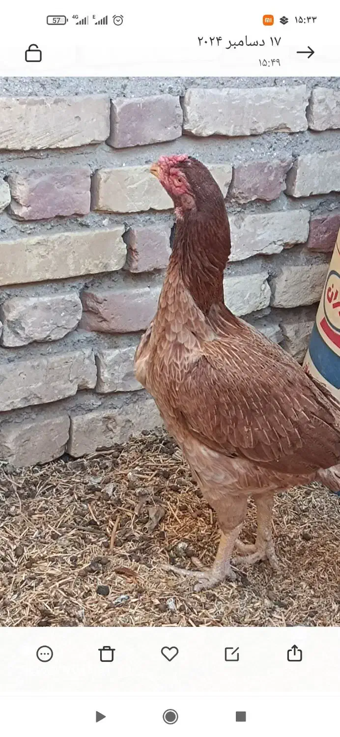 مرغ لاری|حیوانات مزرعه|سیرجان, |دیوار