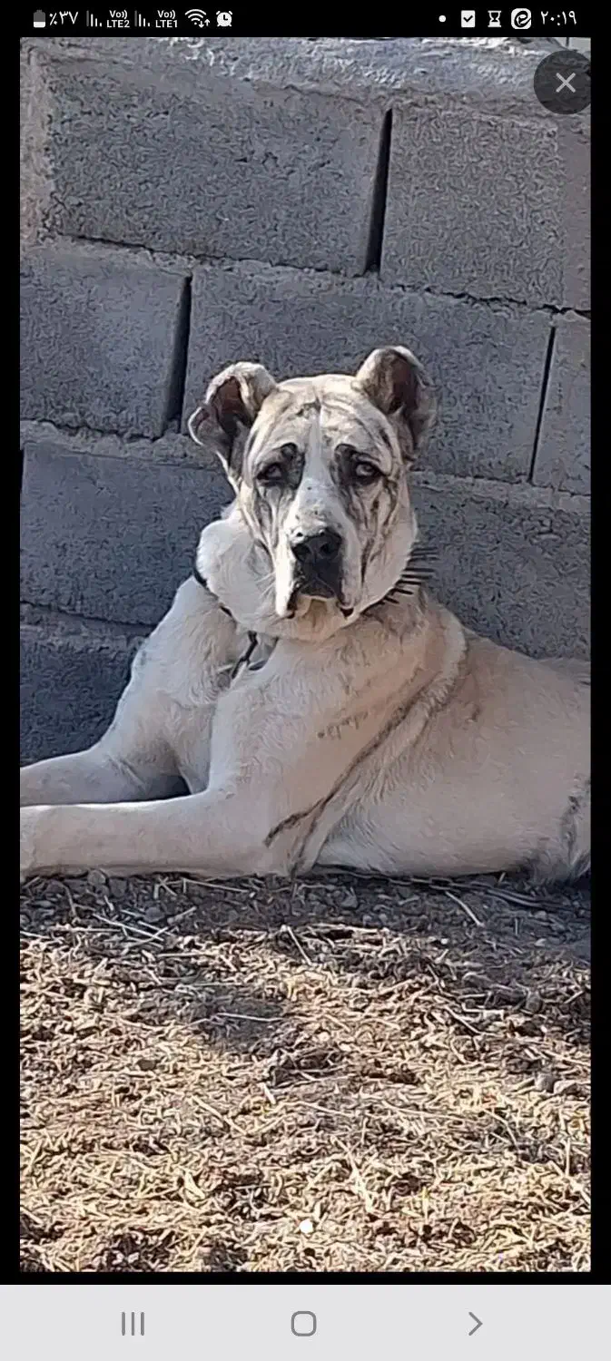 سگ گله ای|سگ|بردسکن, |دیوار