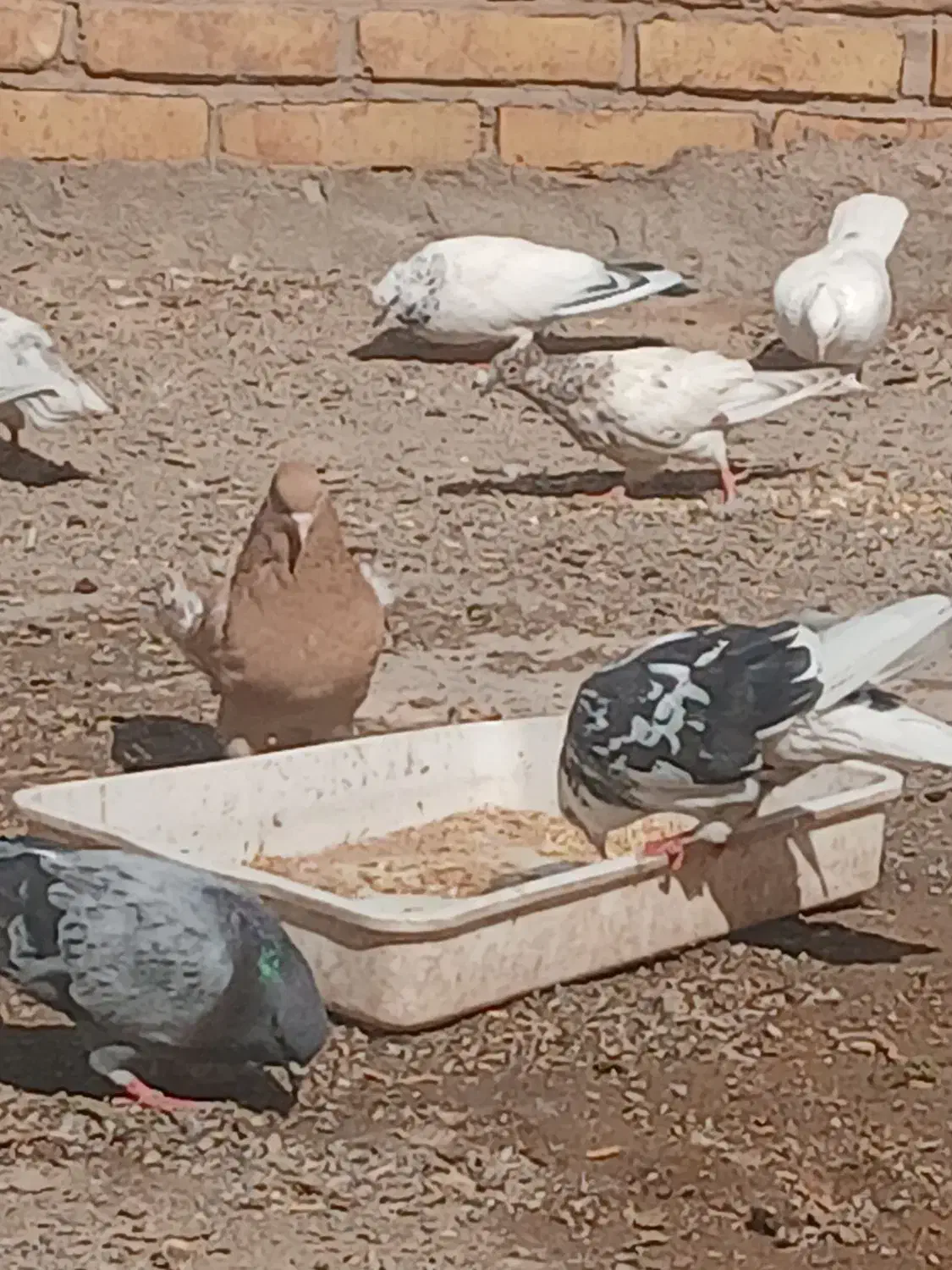 کبوتر یه جا به قیمت|پرنده|گرمسار, |دیوار