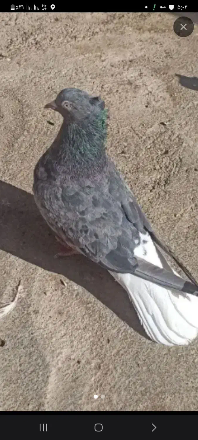 سرور دم سفید نر.   بزن|پرنده|فسا, |دیوار