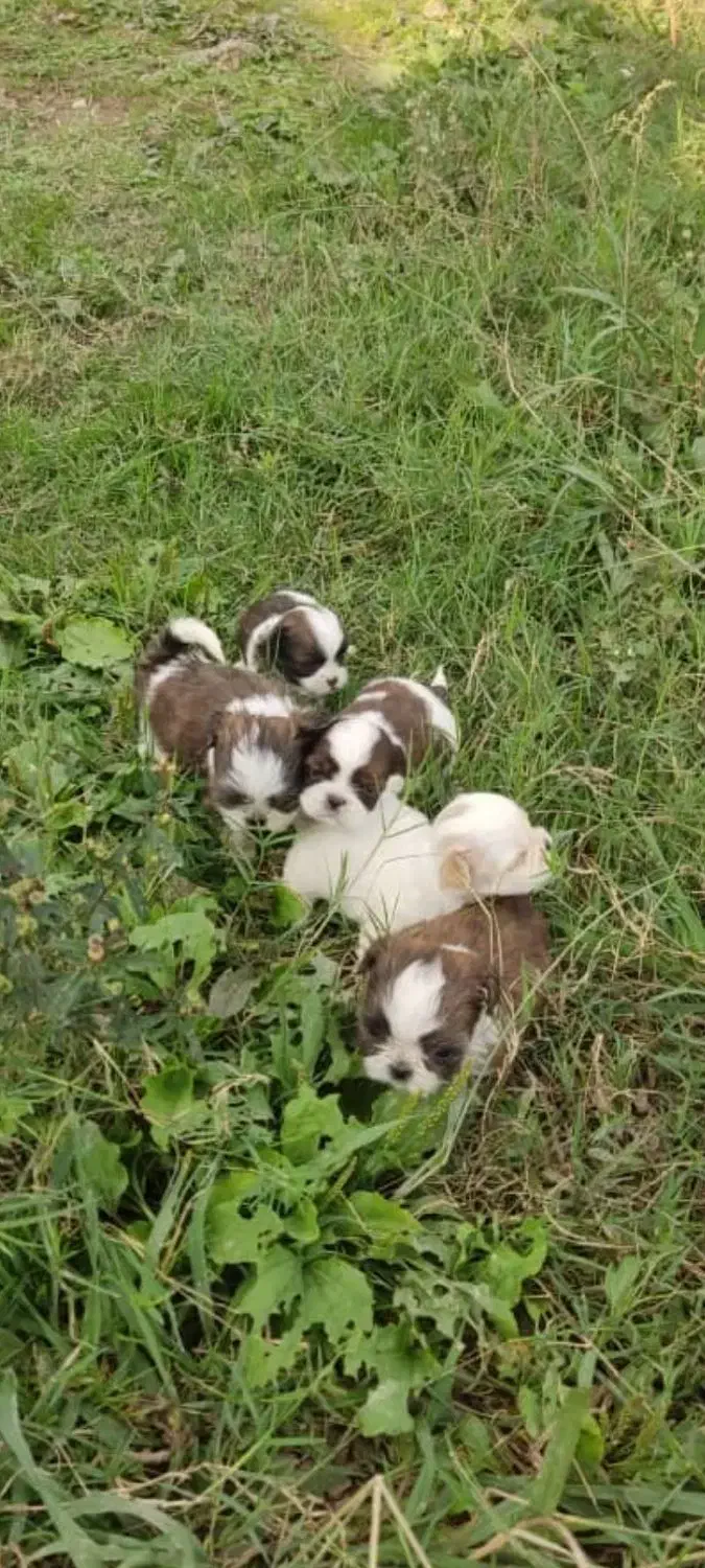 شیتزو سوپر فلت عروسکی|سگ|رشت, امین الضرب|دیوار