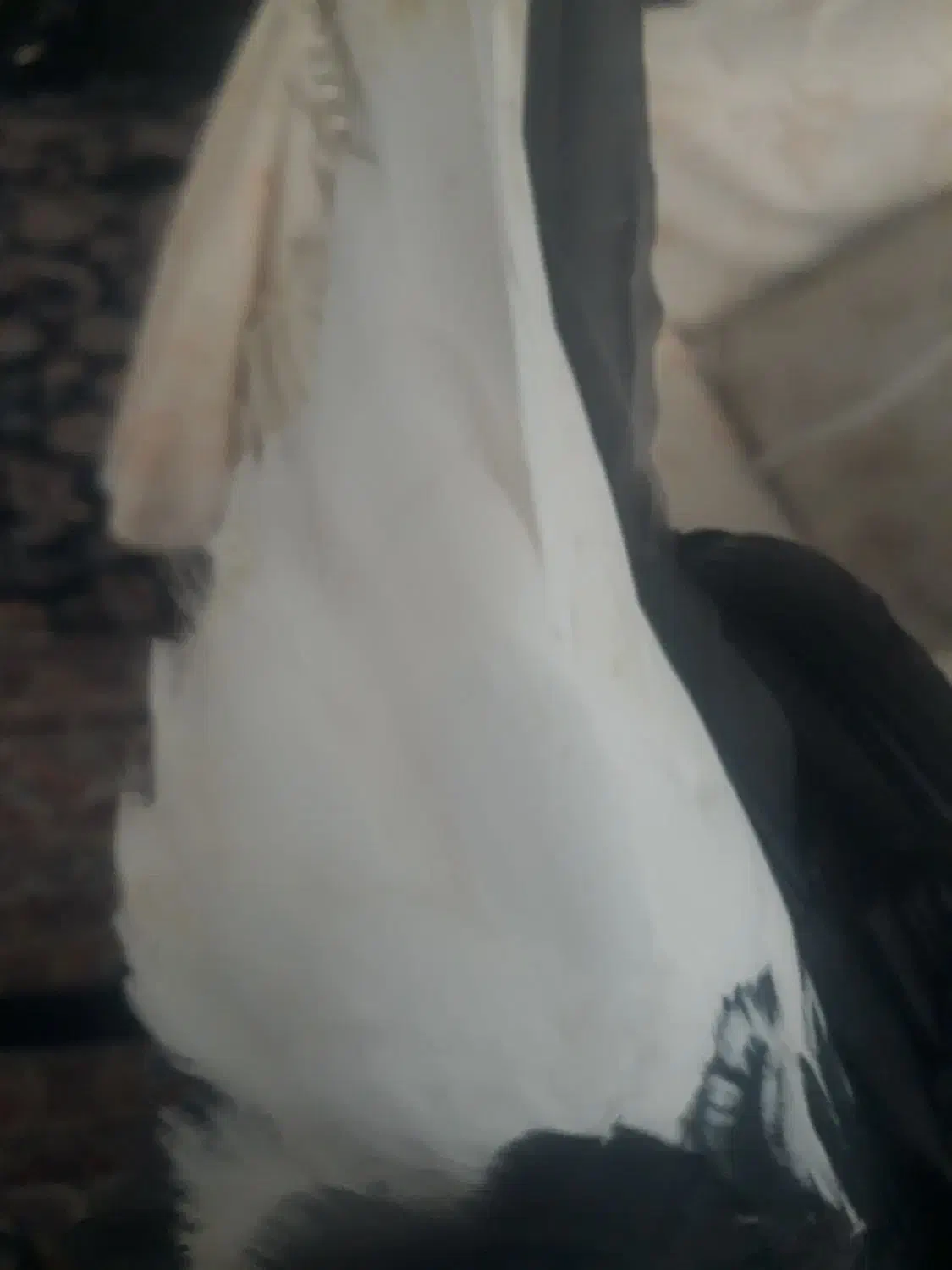 کبوتر|پرنده|همدان, |دیوار