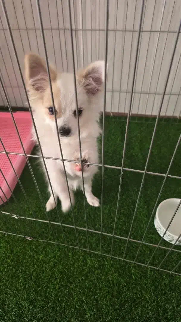 تدی|سگ|فسا, |دیوار