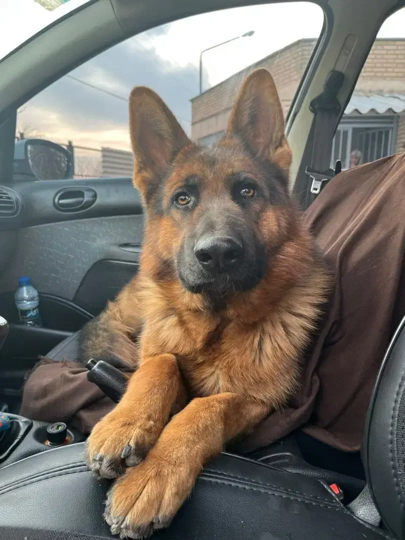 سگ ژرمن|سگ|خسروشاه, |دیوار