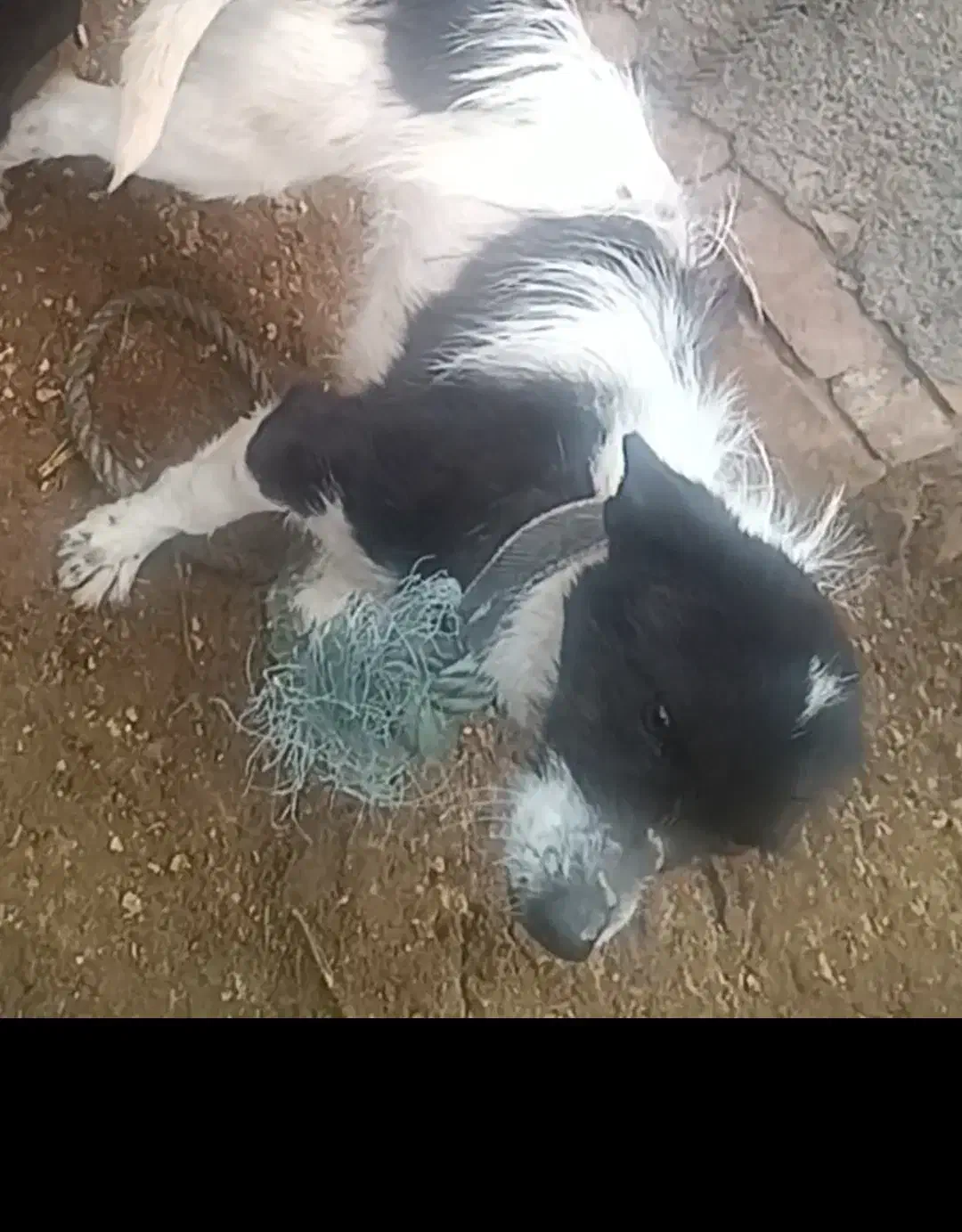 سگ پاکوتاه|سگ|طاغنکوه, |دیوار