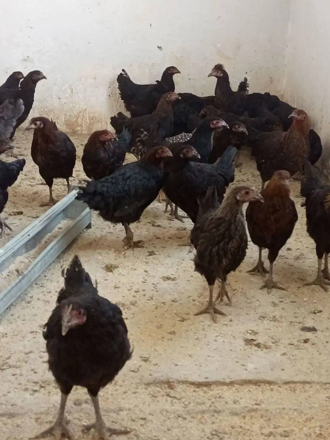 فروشمرغوخروسمحلیوکبوتر|حیوانات مزرعه|سمنان, |دیوار