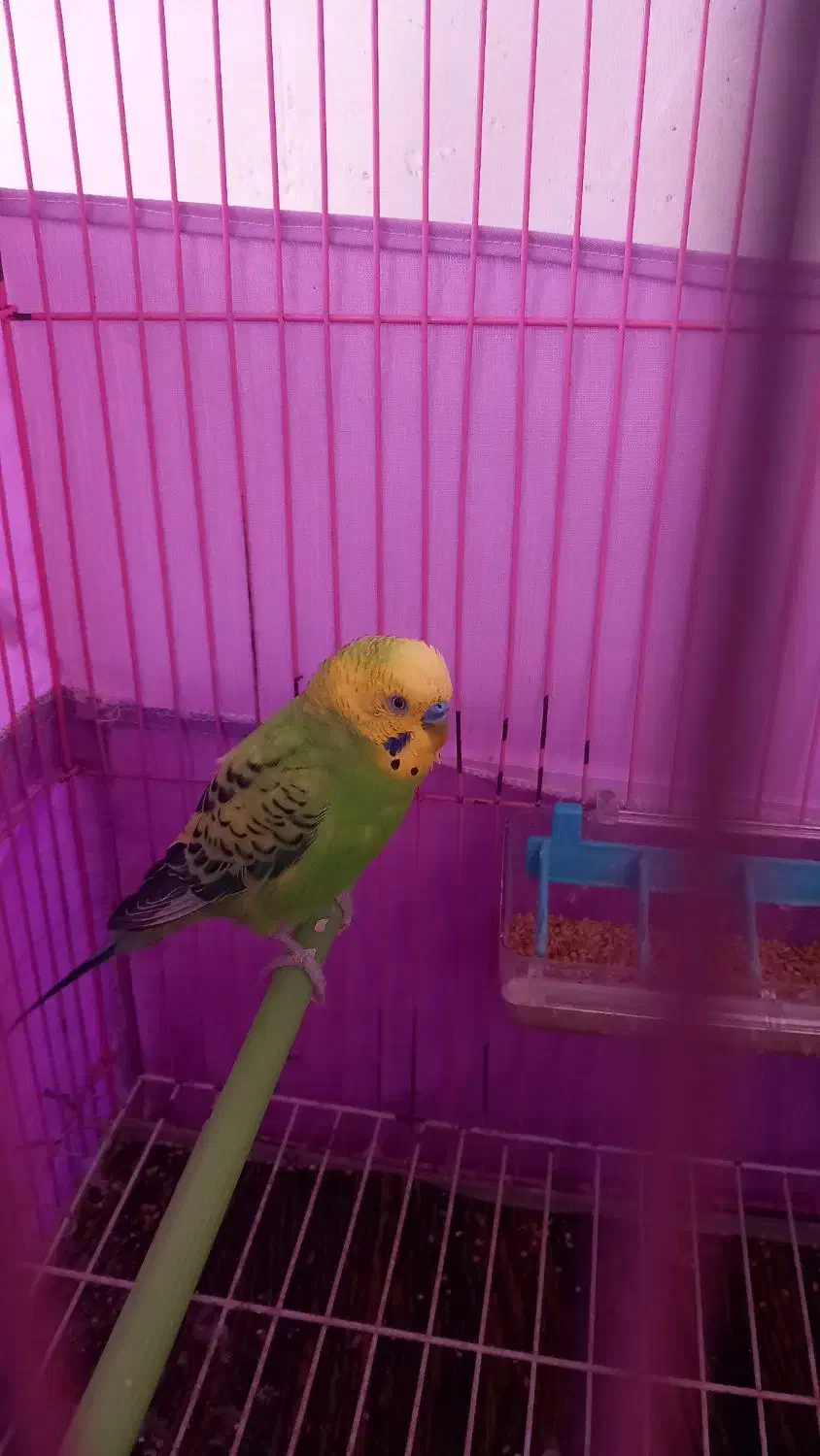 مرغ عشق زیبا|پرنده|رشت, نیروی دریایی|دیوار