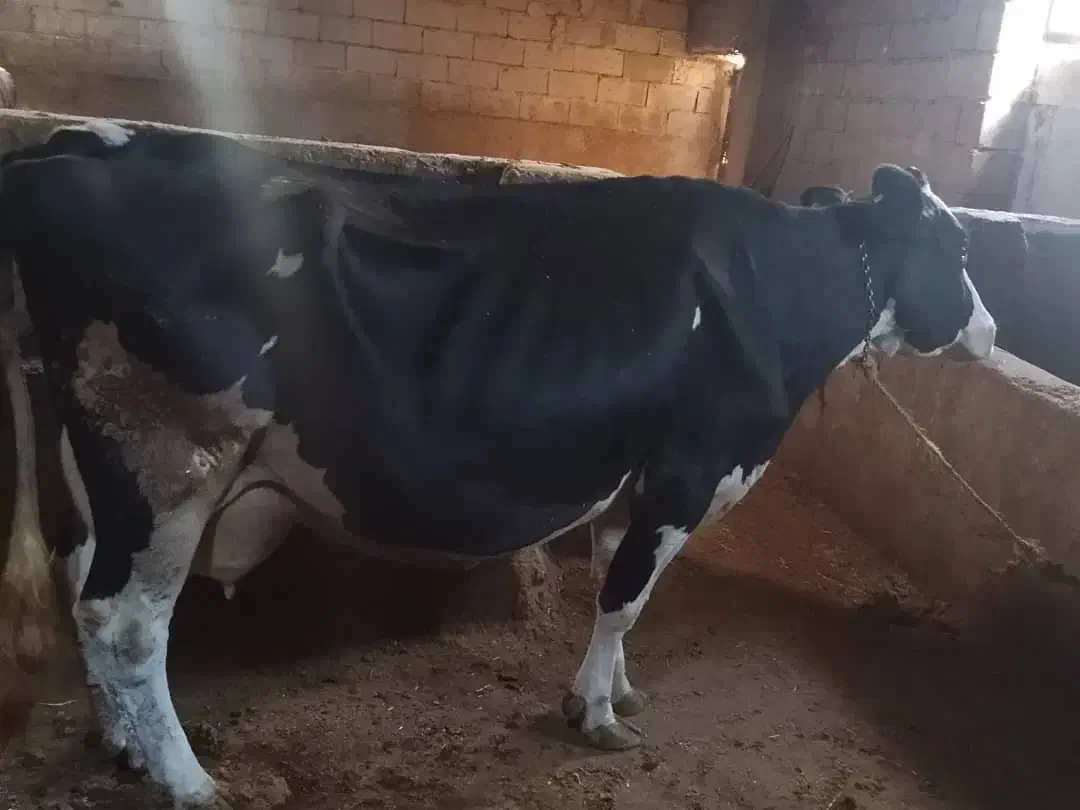 استخدام کارگر گاوداری بصورت شبانه روزی|استخدام صنعتی، فنی، مهندسی|مراغه, |دیوار