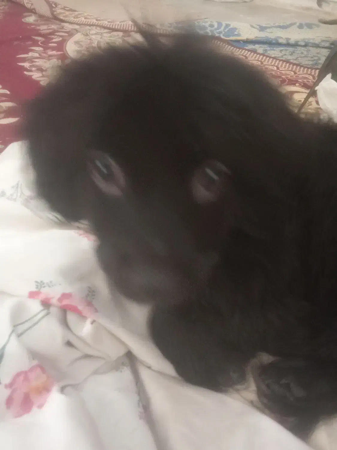 سگ پاکوتاه|سگ|چترود, |دیوار