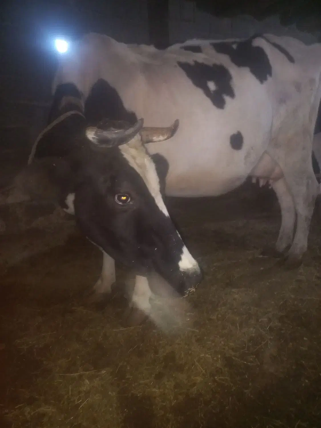 گاو پر شیر باگوساله سیمینتال نر بزرگ|حیوانات مزرعه|ماهنشان, |دیوار