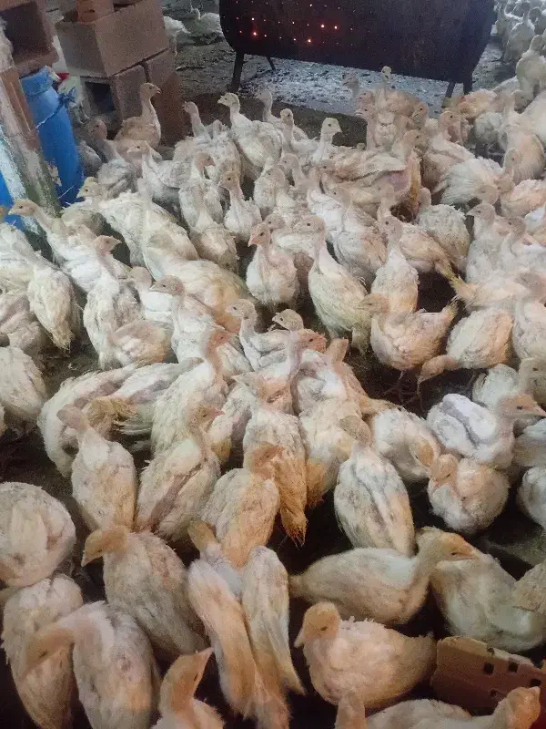 بوقلمون ۴۰روزه|حیوانات مزرعه|تربت‌حیدریه, بالا ولایت|دیوار