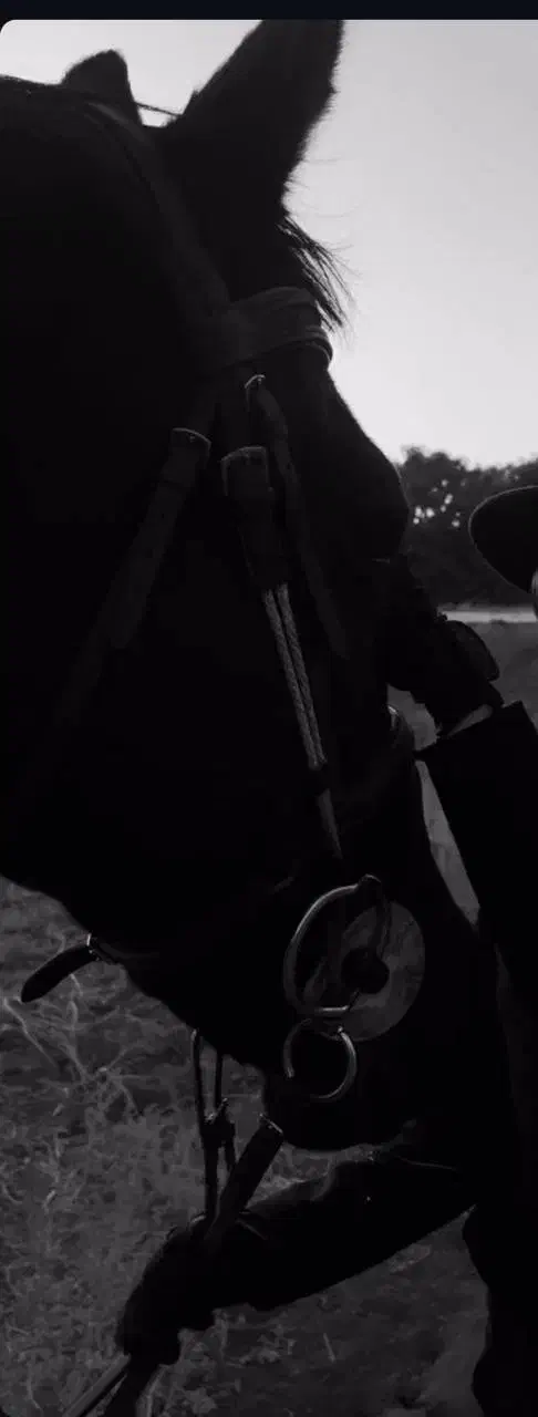 عکاسی با اسب|خدمات پذیرایی، مراسم|قزوین, |دیوار