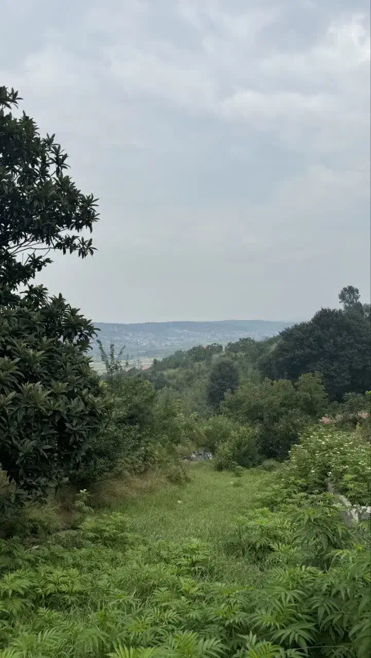 ۱۰۰۰ متر زمین باغ میوه در بابلکنار|فروش دفتر صنعتی، کشاورزی، تجاری|مرزیکلا, |دیوار