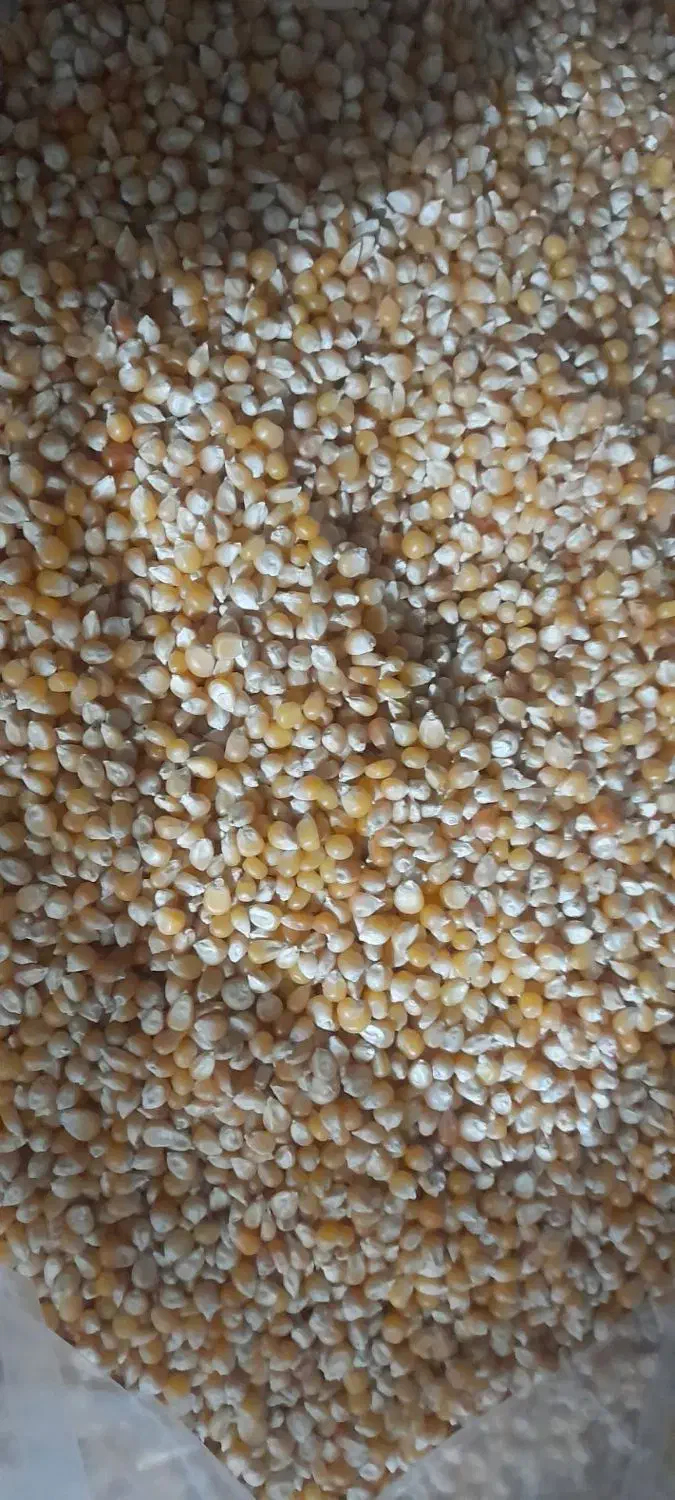 ذرت پفیلایی درجه ۱ به شرط میفروشم|خوردنی و آشامیدنی|تاکستان, |دیوار