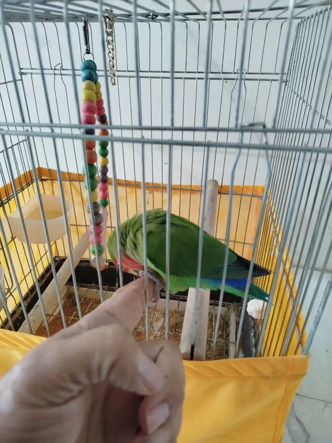 طوطی برزیلی رام و اهلی با قفس|پرنده|اردبیل, |دیوار