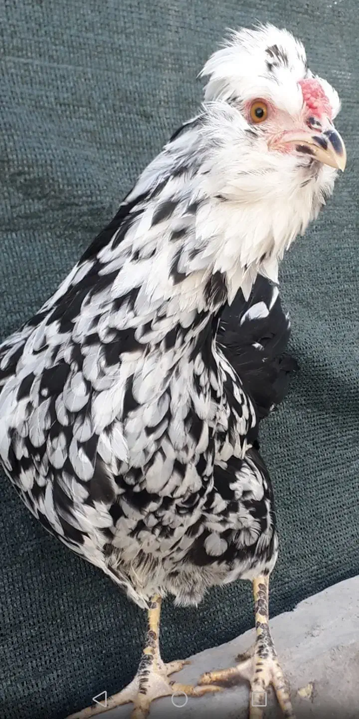 فروش تخم نطفه داره گلین پنگوئنی|حیوانات مزرعه|رفسنجان, |دیوار