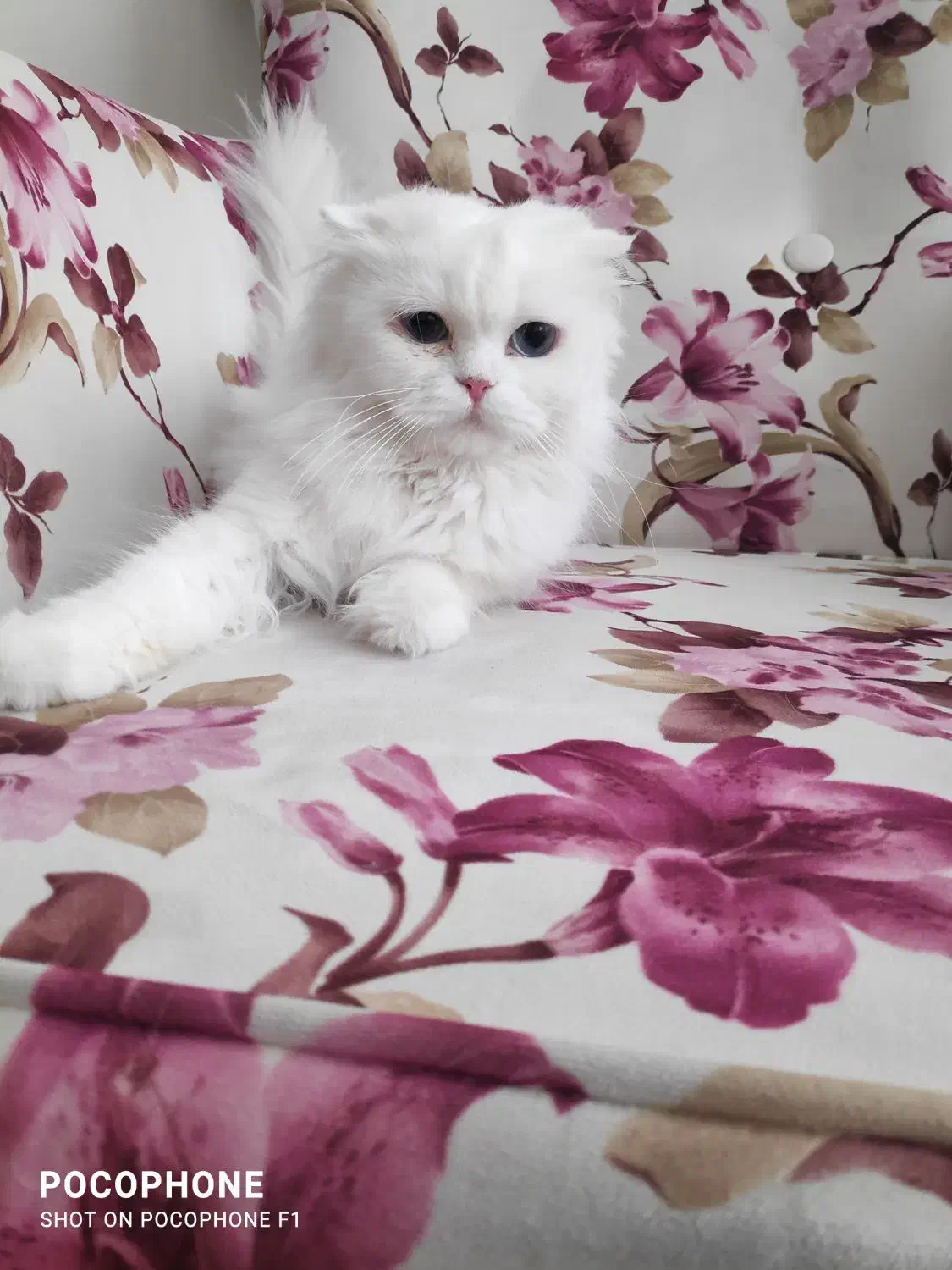 گربه پرشین اسکاتیش|گربه|تبریز, |دیوار