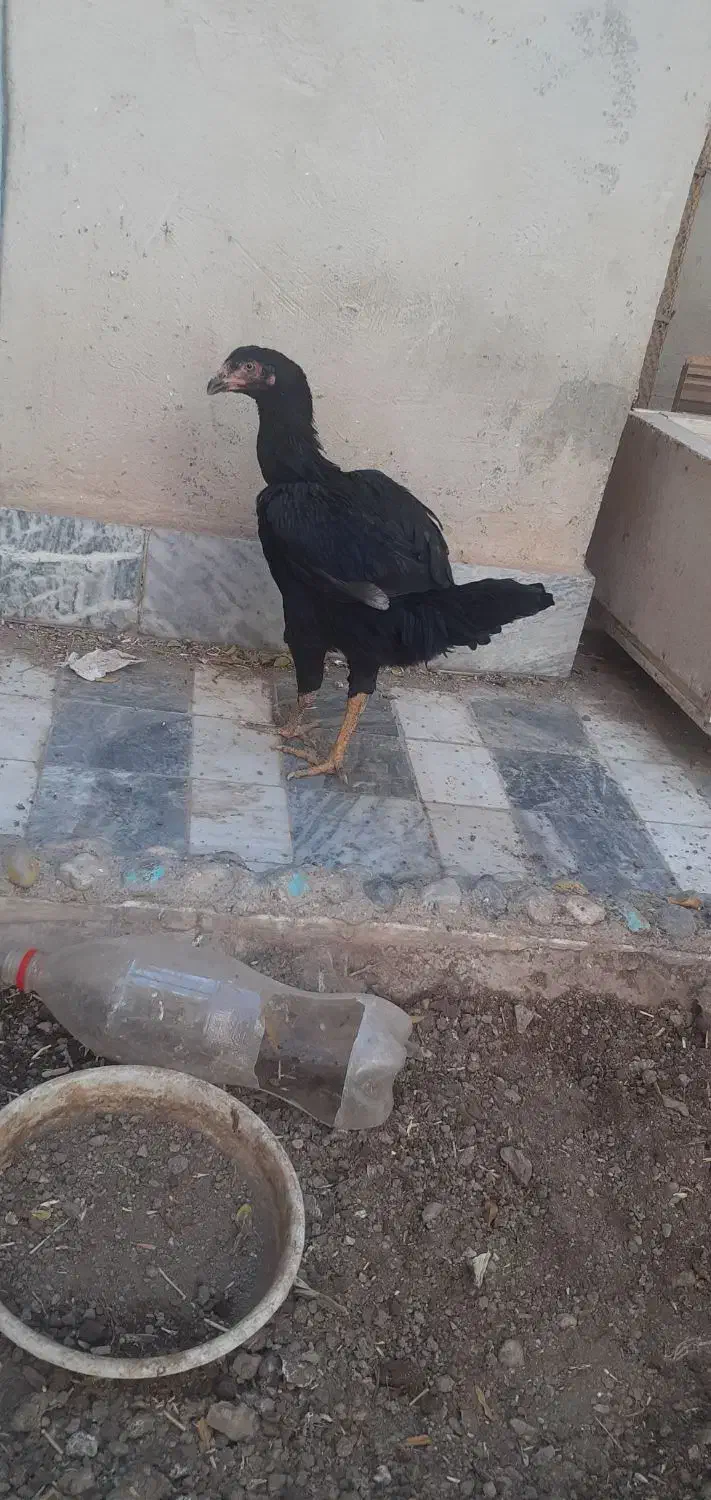 معاوضه مرغ لاری با قناری مست|پرنده|نهاوند, |دیوار