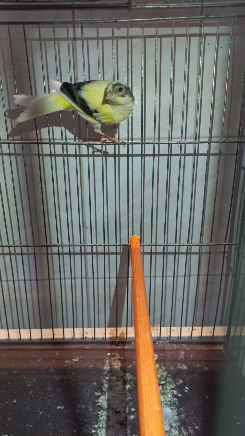 قناری نر|پرنده|بروجرد, |دیوار