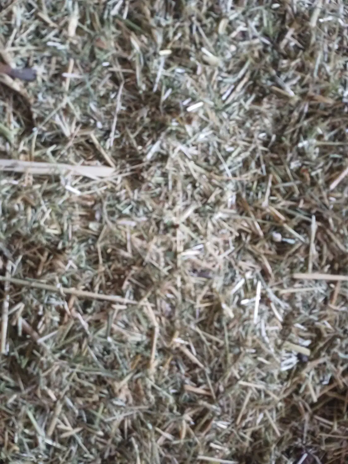 کاه یونجه|لوازم جانبی حیوانات|سیلاخور, |دیوار