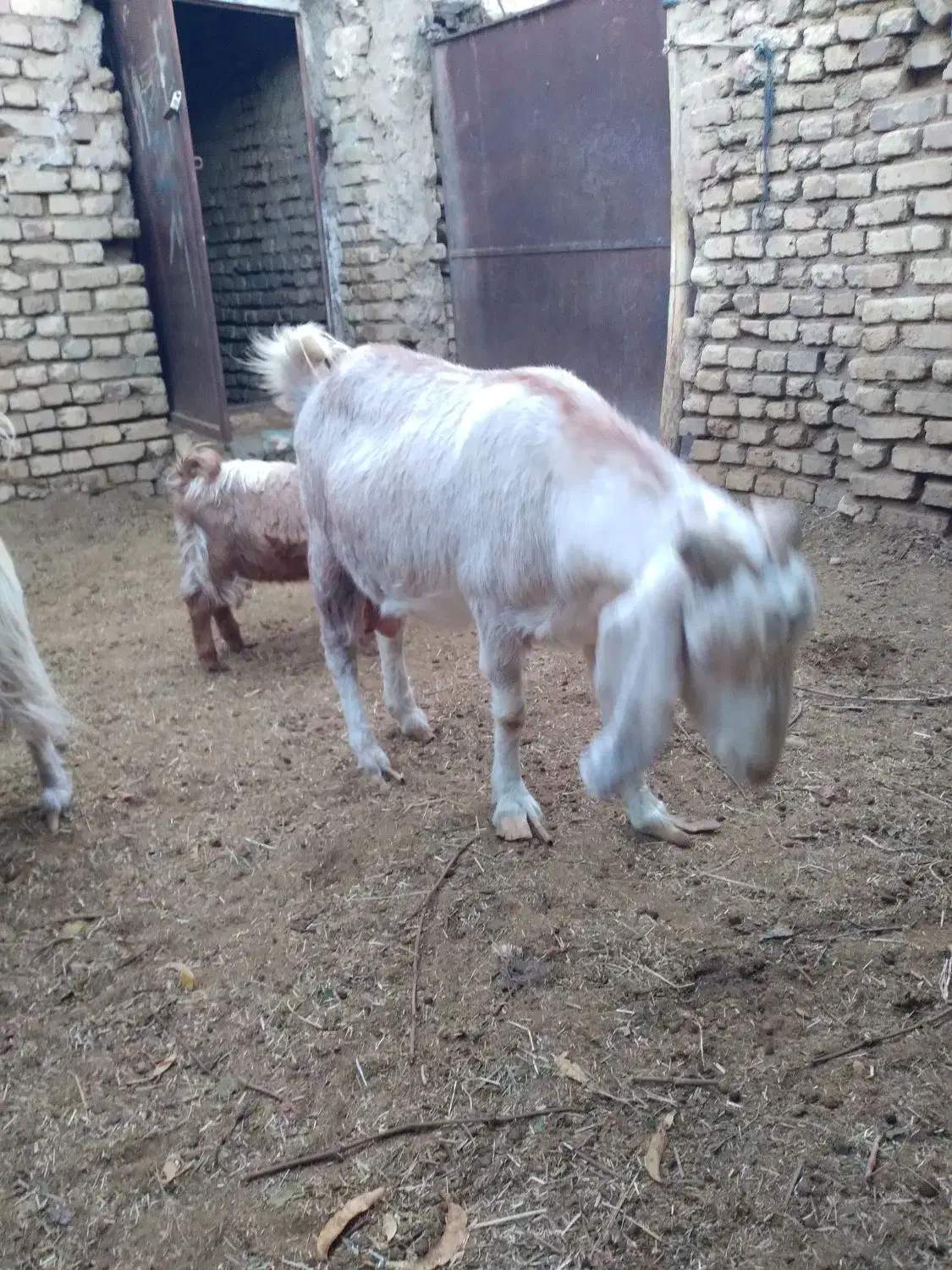 گوسفند( بز)|حیوانات مزرعه|مزایجان, |دیوار