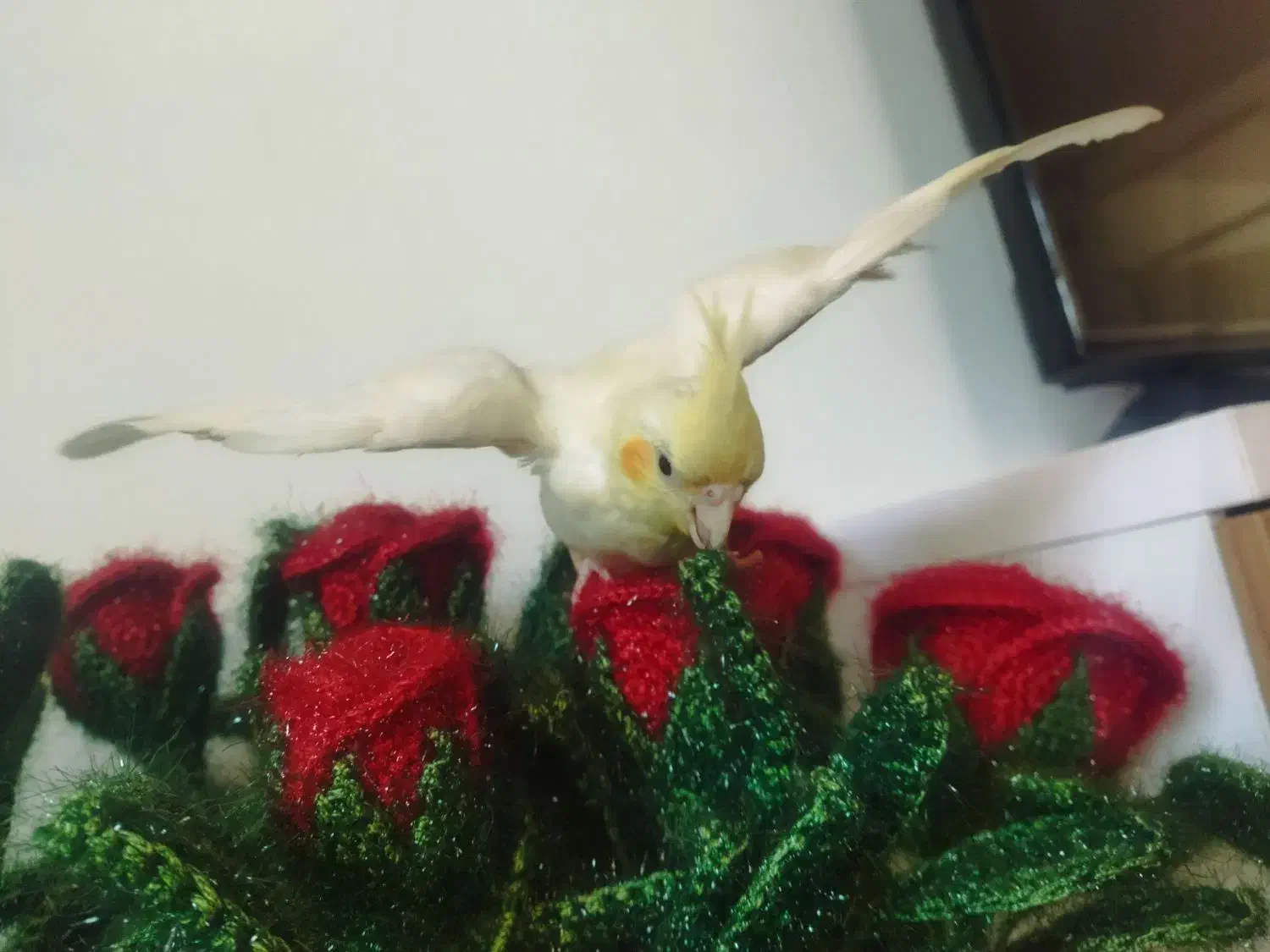 گمشده عروس هلندی|حیوانات|نقده, |دیوار