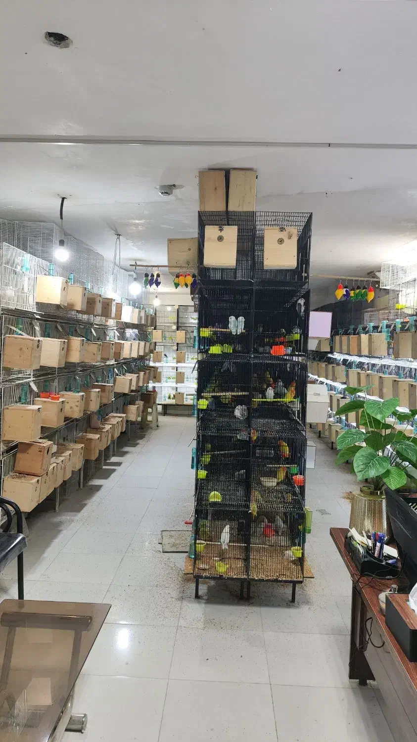 کاردرمنزل استخدام خانم آقا تولید طوطی کوتوله|پرنده|مشهد, فاطمیه|دیوار