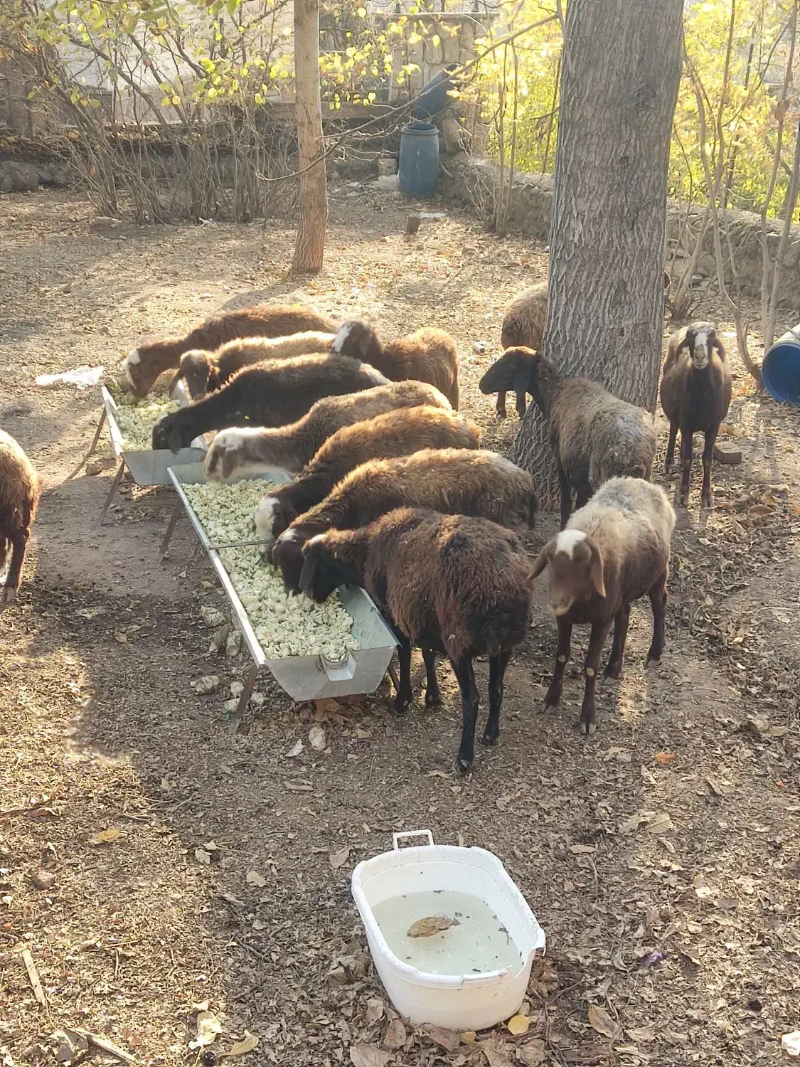 میش|حیوانات مزرعه|طالقان, |دیوار