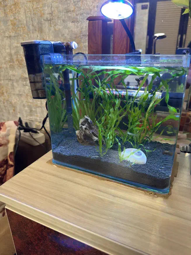 دو عدد اکواریوم|ماهی|گرگان, |دیوار