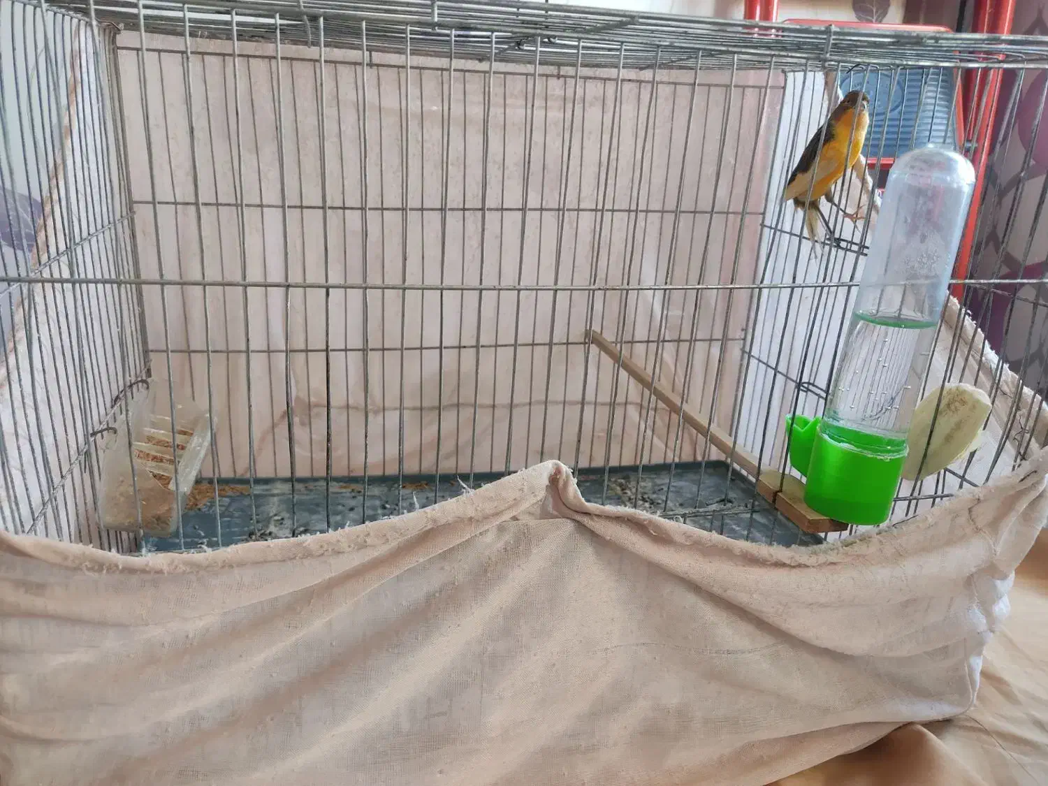 قناری|پرنده|محمدیه-قزوین, |دیوار