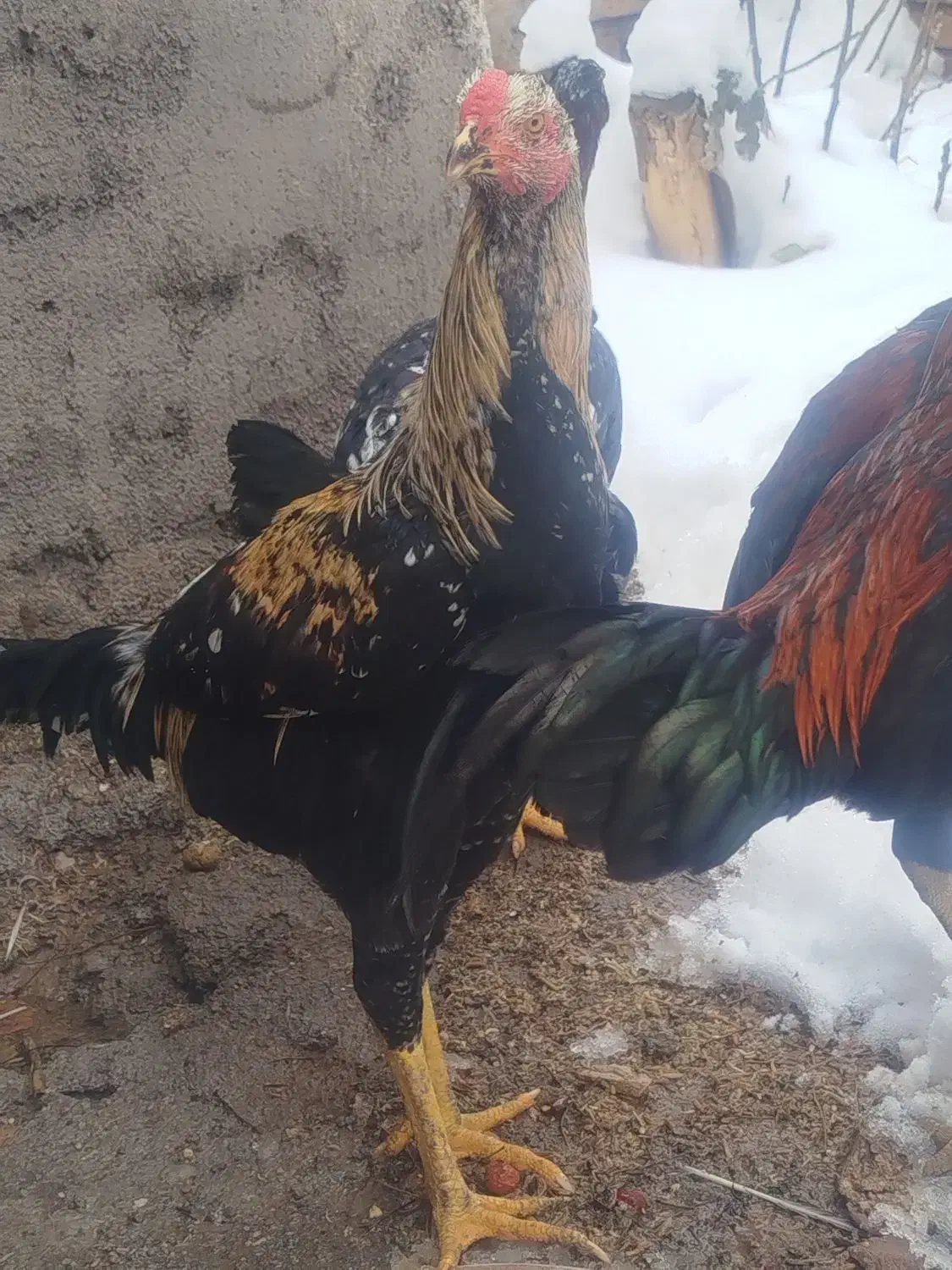 خروس لاری اصل|حیوانات مزرعه|تربت جام, معدآباد|دیوار