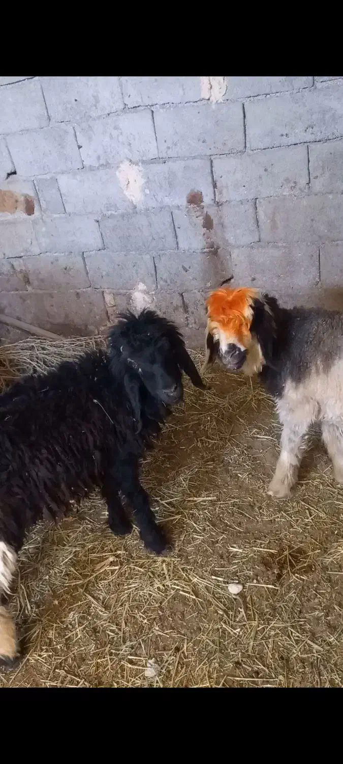 سه تا بره|حیوانات مزرعه|صمصامی, |دیوار