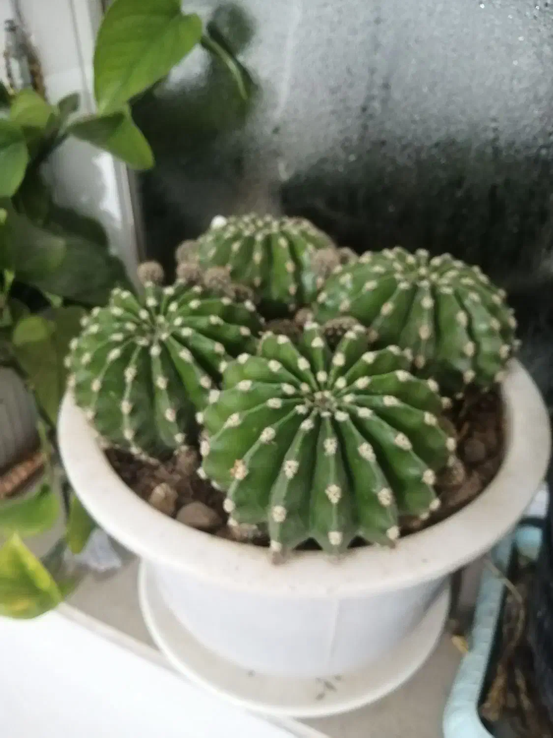 کاکتوس های چند ساله|گل و گیاه طبیعی|بجنورد, |دیوار