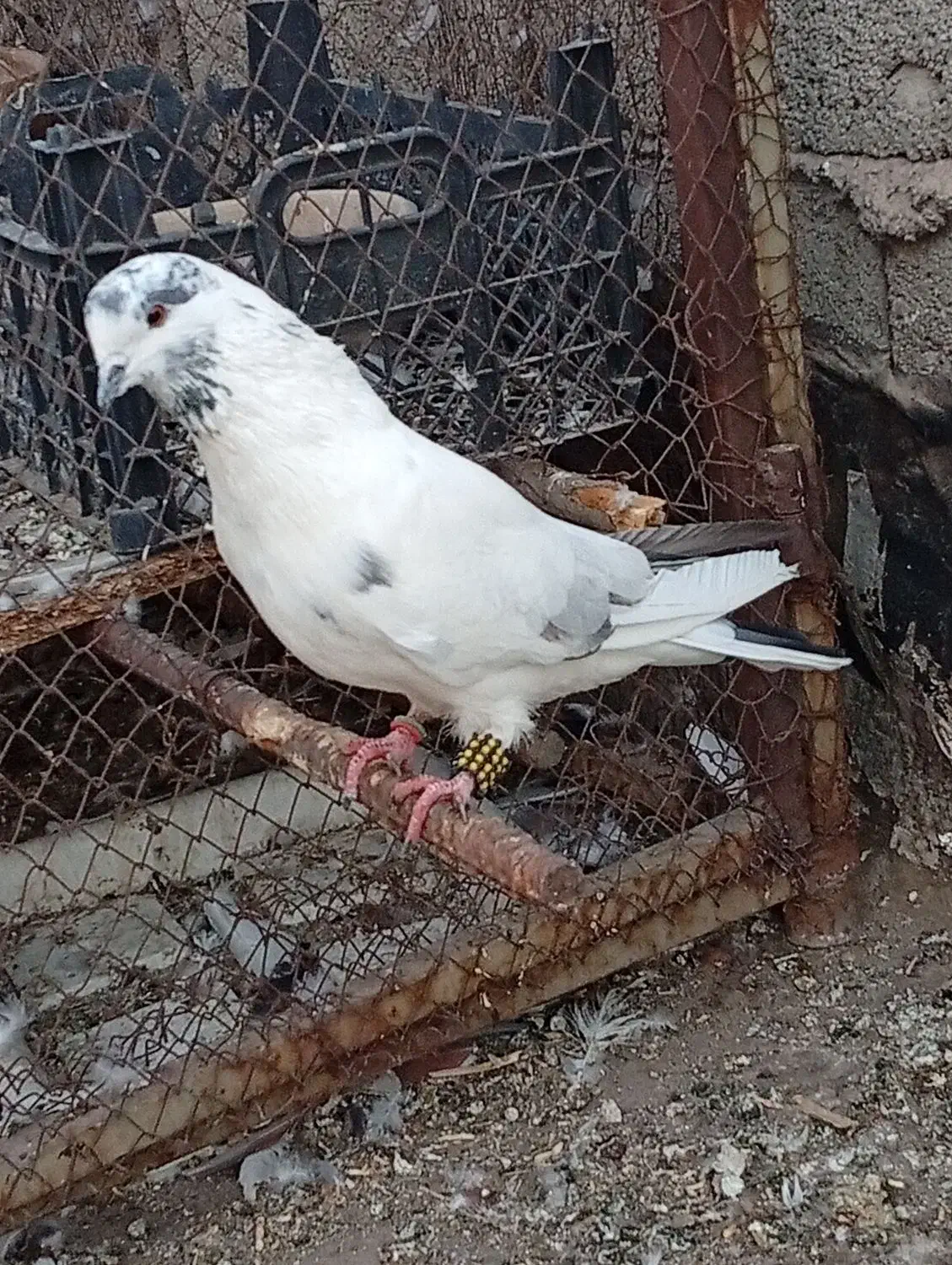 سلام|حیوانات|پاکدشت, پاکدشت (مامازند)|دیوار