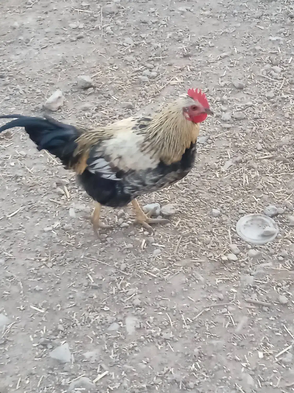 فروش 7عدد خروس محلی سالم|حیوانات مزرعه|بیستون, |دیوار