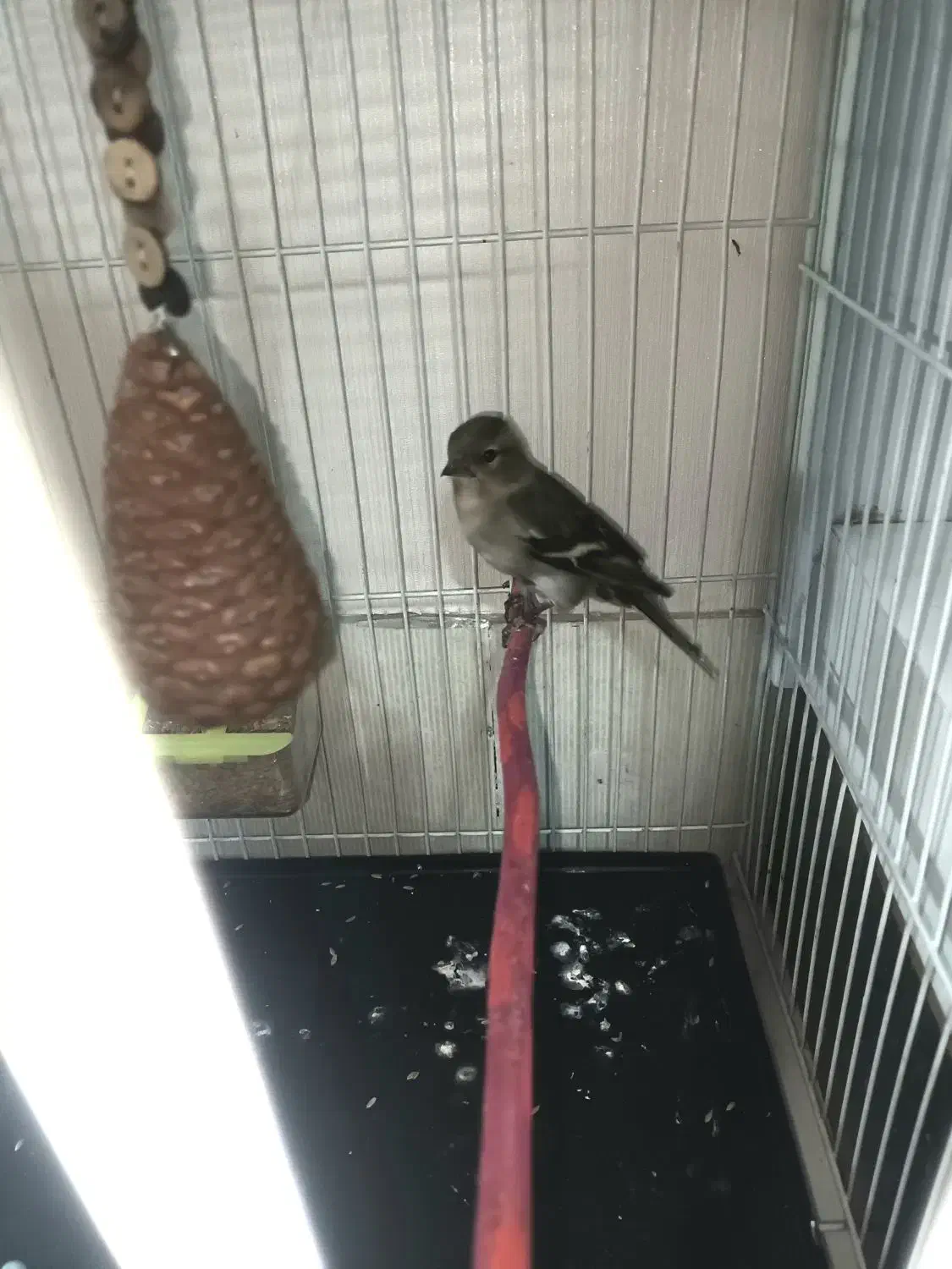 سهر ماده|پرنده|شیروان (خراسان), |دیوار