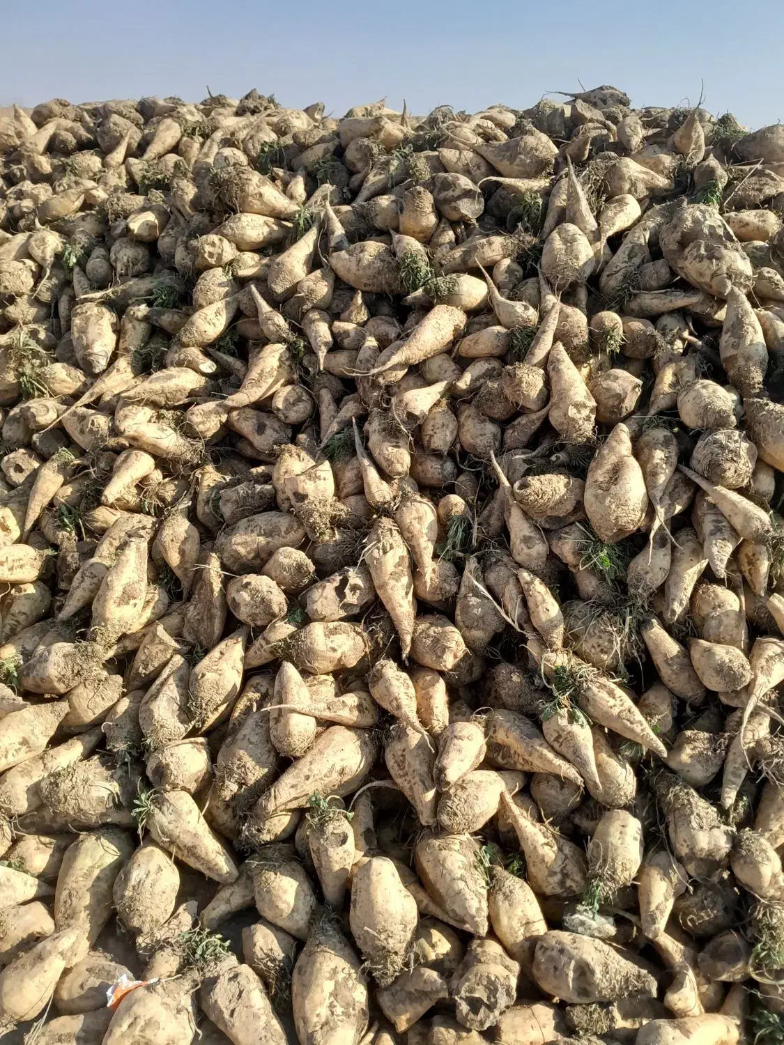 غذای بره میش گاو گوساله|لوازم جانبی حیوانات|بشاریات, |دیوار