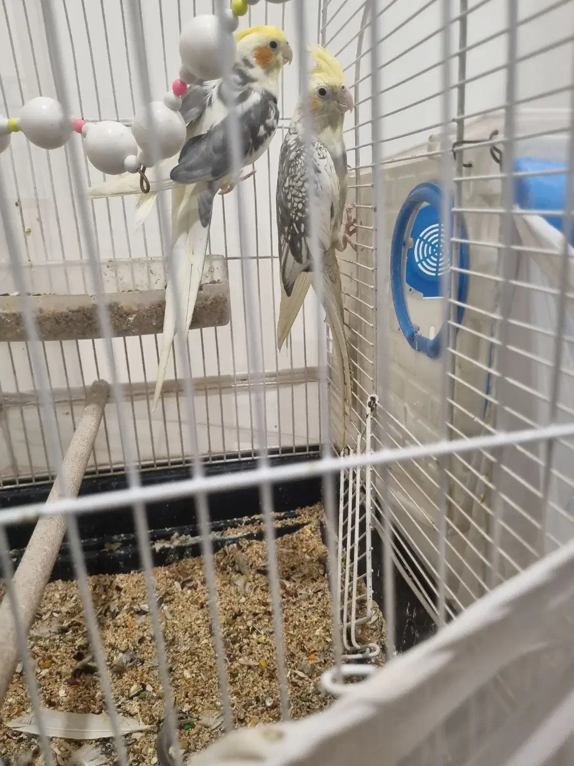 طوطی عروس مولد|پرنده|هشتگرد, فاز ۲ مهستان|دیوار