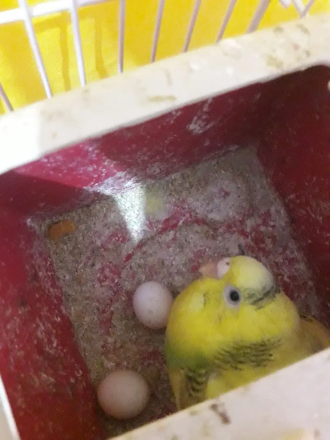 مرغ عشق|پرنده|فردیس, شهرک شهید حسینی|دیوار