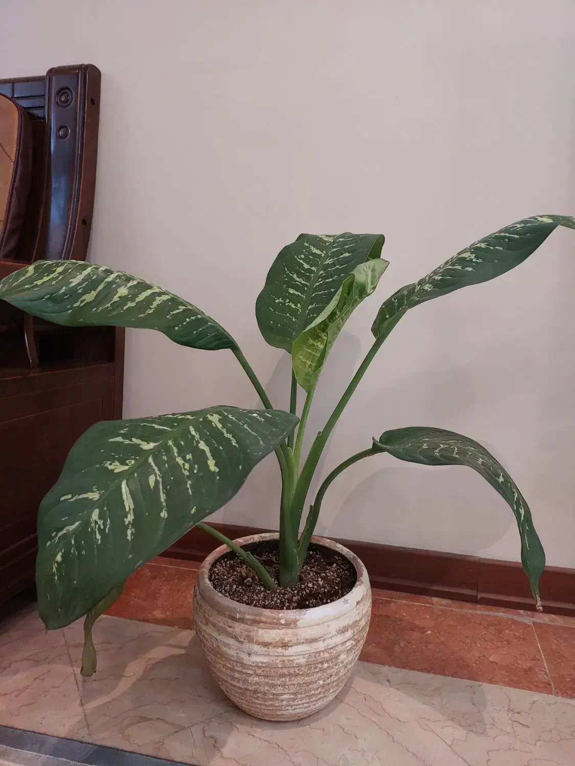 گل وگلدان طبیعی دیفن باخیا و پتوس|گل و گیاه طبیعی|تهران, صادقیه|دیوار