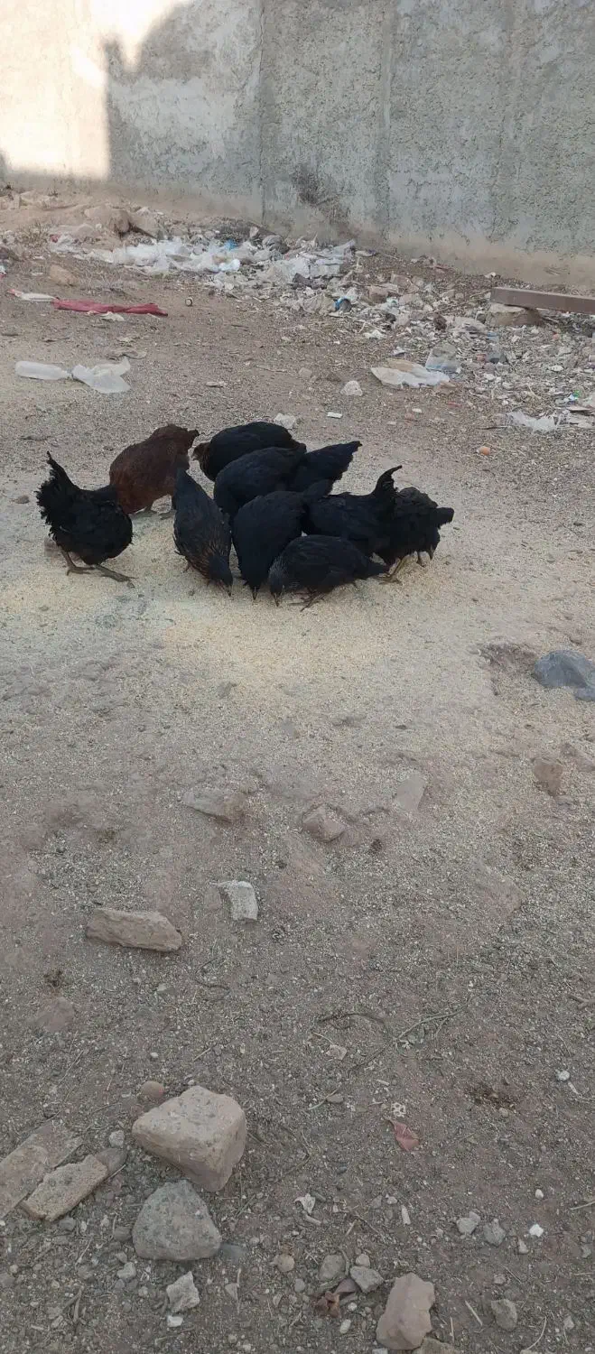 تیمچه مرغ بلک استار|حیوانات مزرعه|کویرات, |دیوار