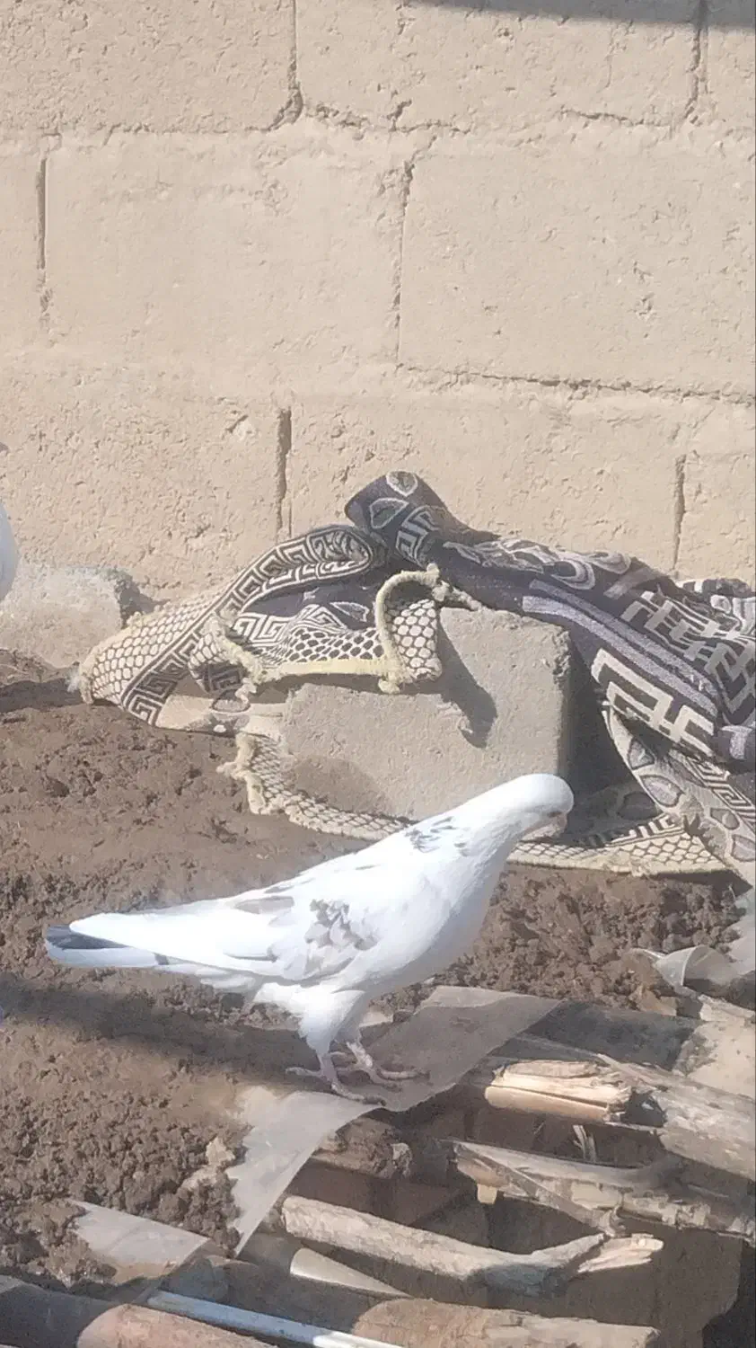 کبوتر|پرنده|شاهین دژ, |دیوار