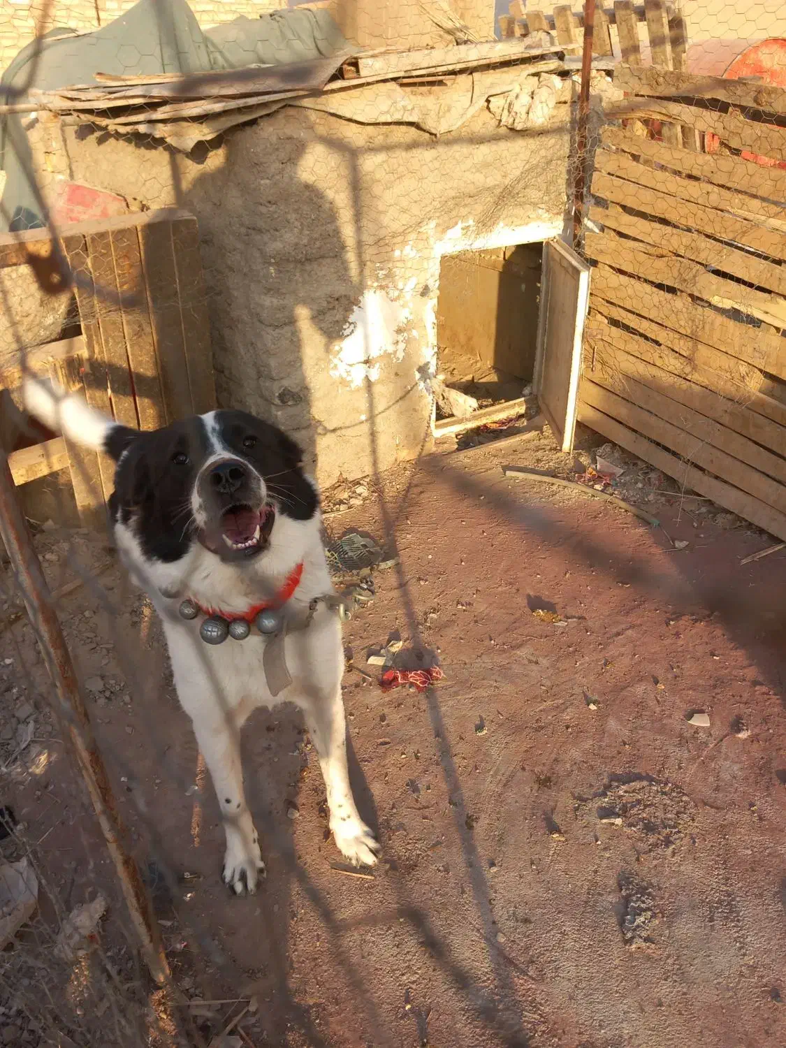 واگذارسگ قهدرجون|سگ|میبد, |دیوار