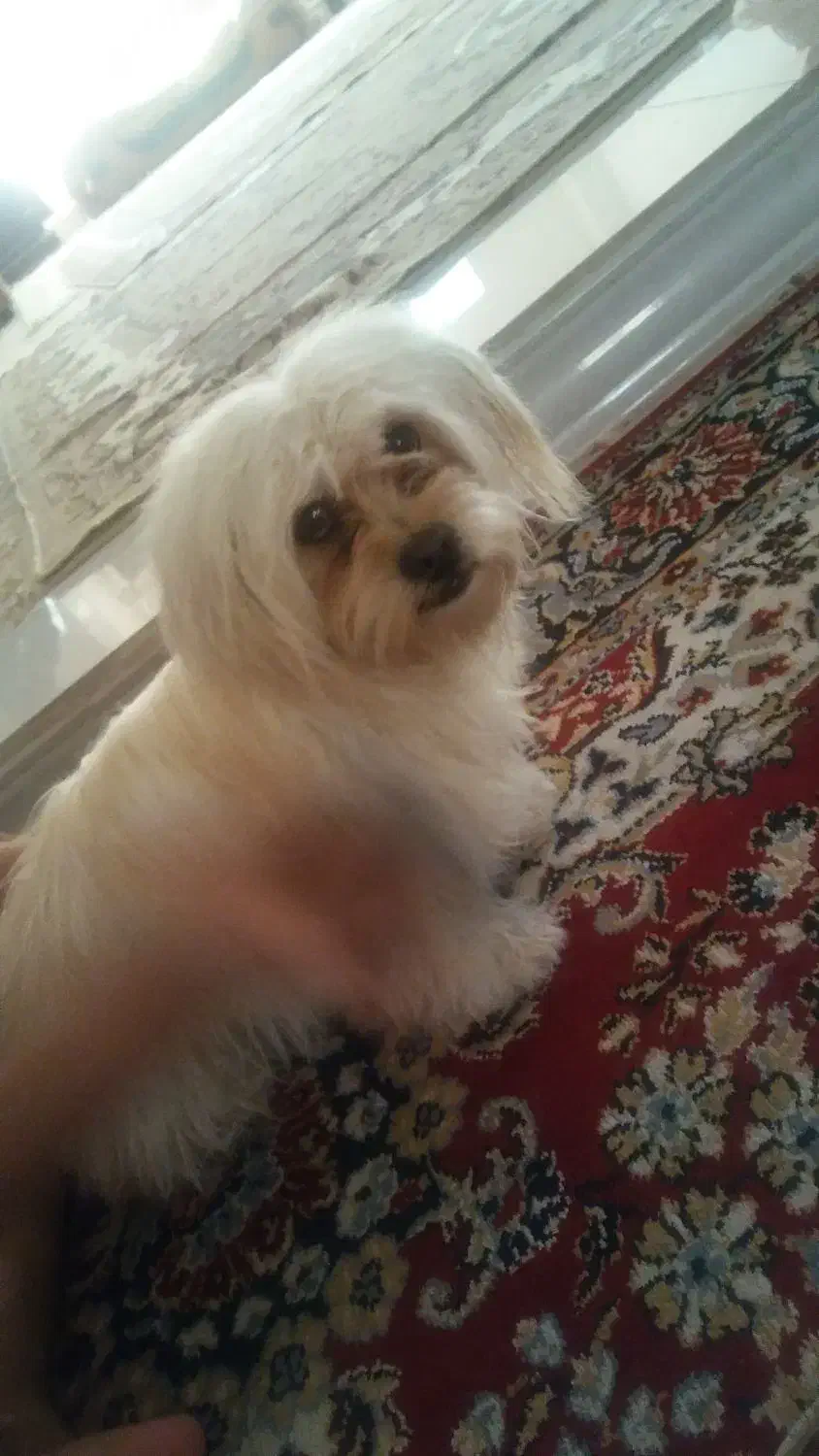 سگ گمشده|سگ|بم, |دیوار