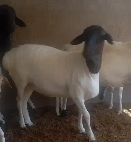 بره ماده سمال|حیوانات مزرعه|درگهان, |دیوار