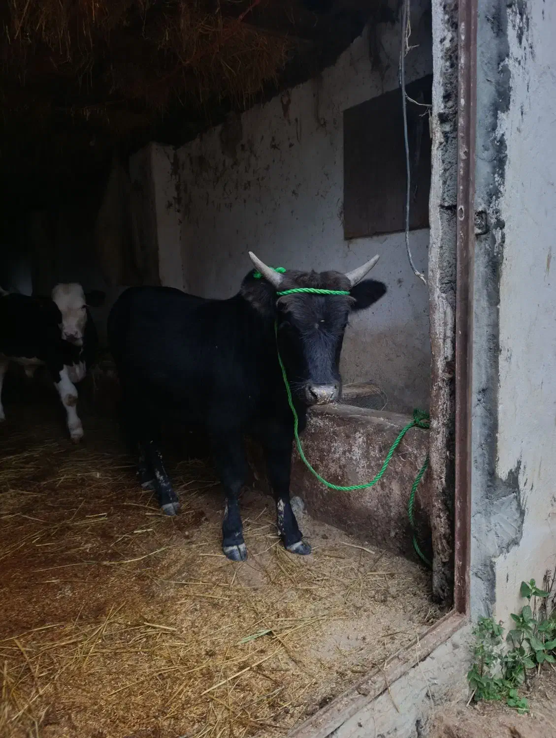 گاو نر|حیوانات مزرعه|احمدسرگوراب, |دیوار