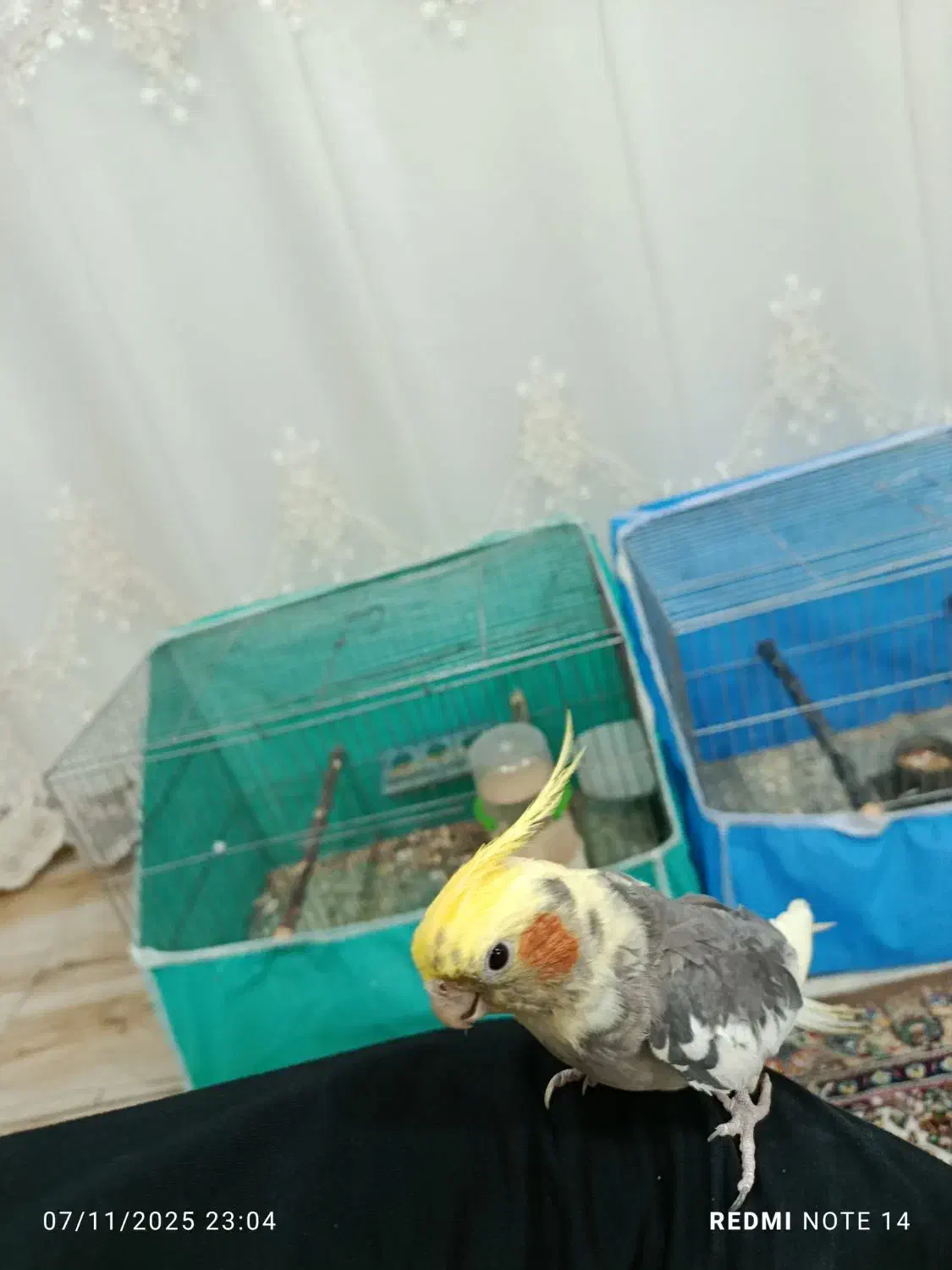 عروس هلندی|پرنده|نقده, |دیوار